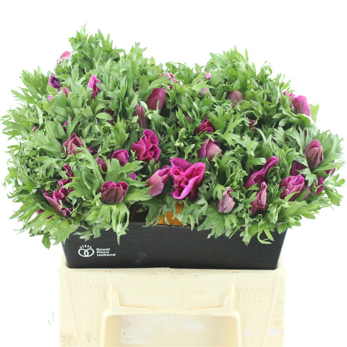 Anemone Coronaria Marianne Orchid 40cm