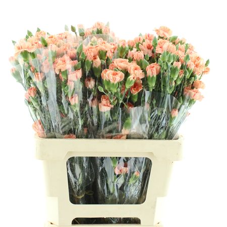Di Tr Peach Vanilla