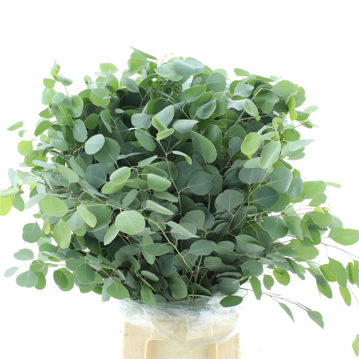 Eucalyptus Polyanthemos Per Bunch 70cm 300gr.