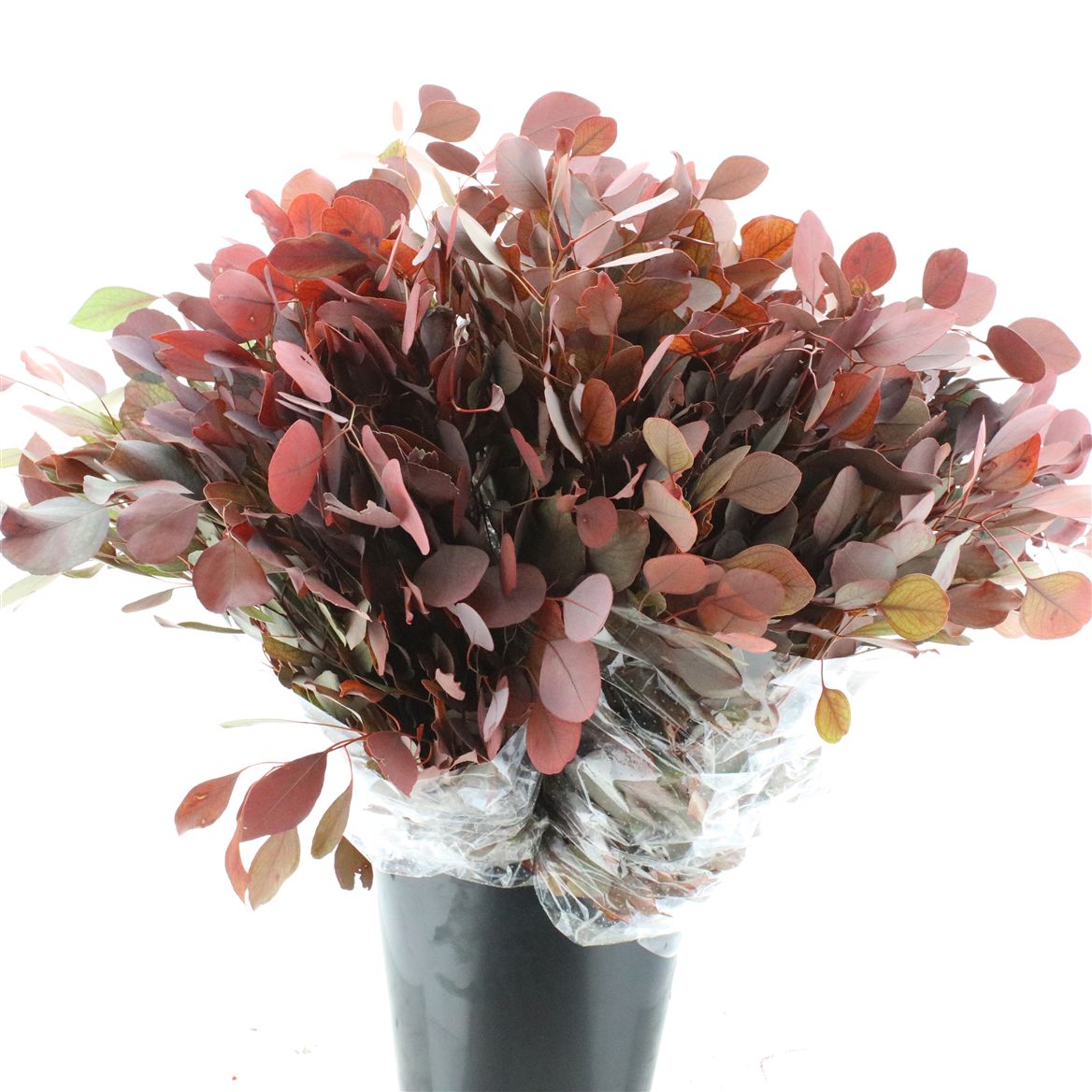 Eucalyptus Polyanthemos Per Bunch 70cm 300gr.