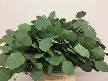 Eucalyptus Polyanthemos Per Bunch 50cm 150gr.