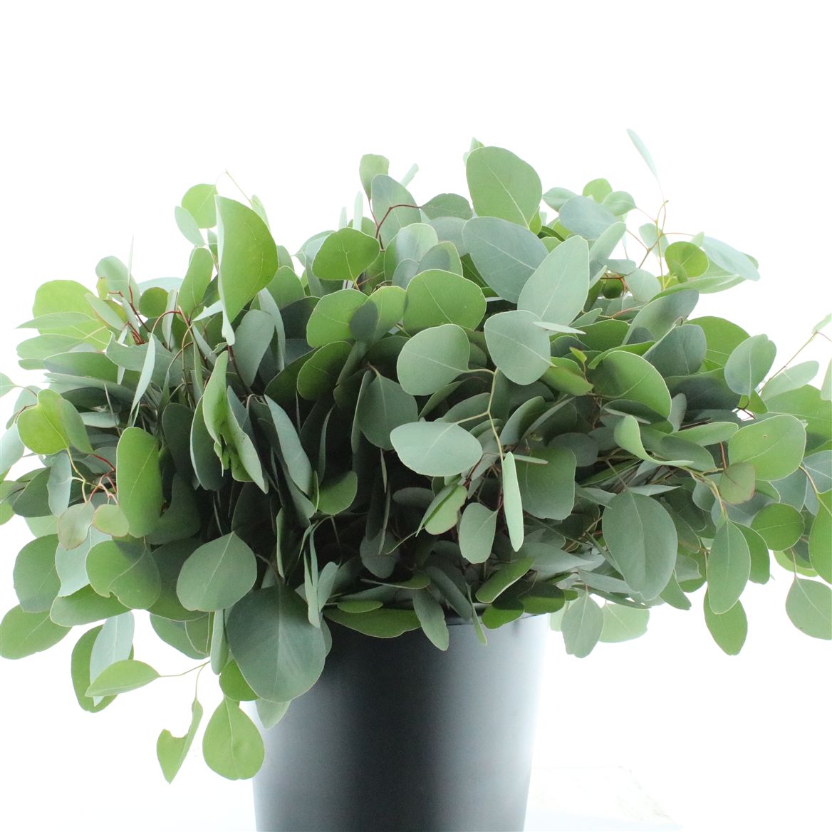 Eucalyptus Polyanthemos Per Bunch 50cm 150gr.