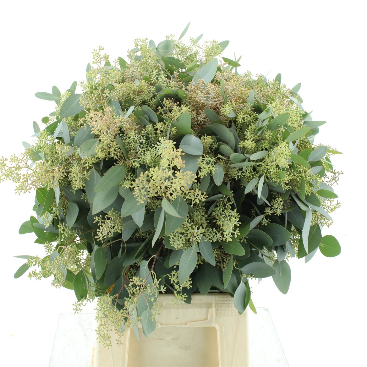 Eucalyptus Populus With Berry Per Bunch 65cm 300gr.