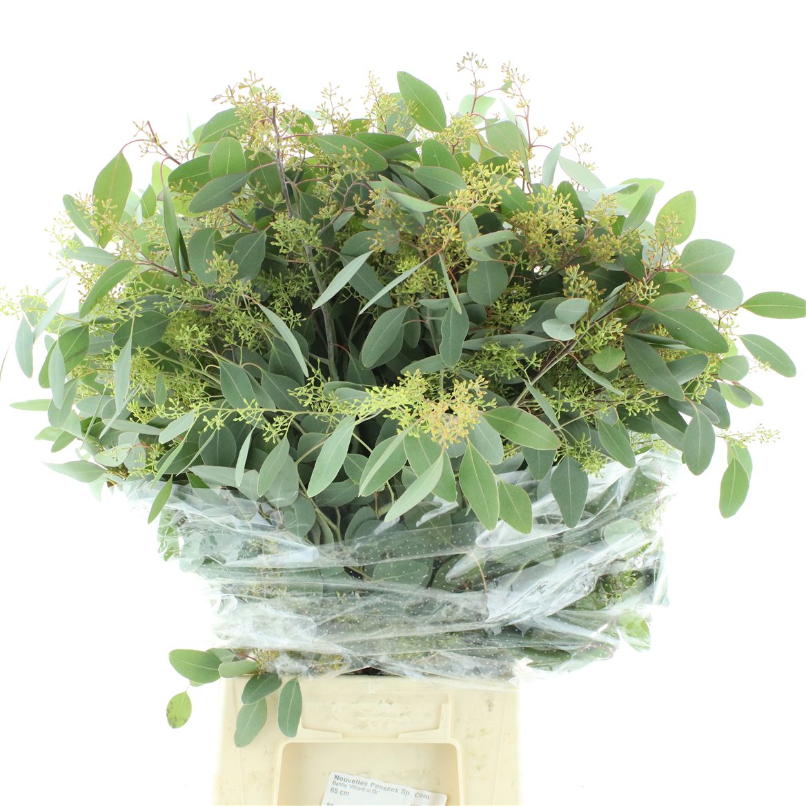 Eucalyptus Populus Berry Per Bunch 70cm 300gr.