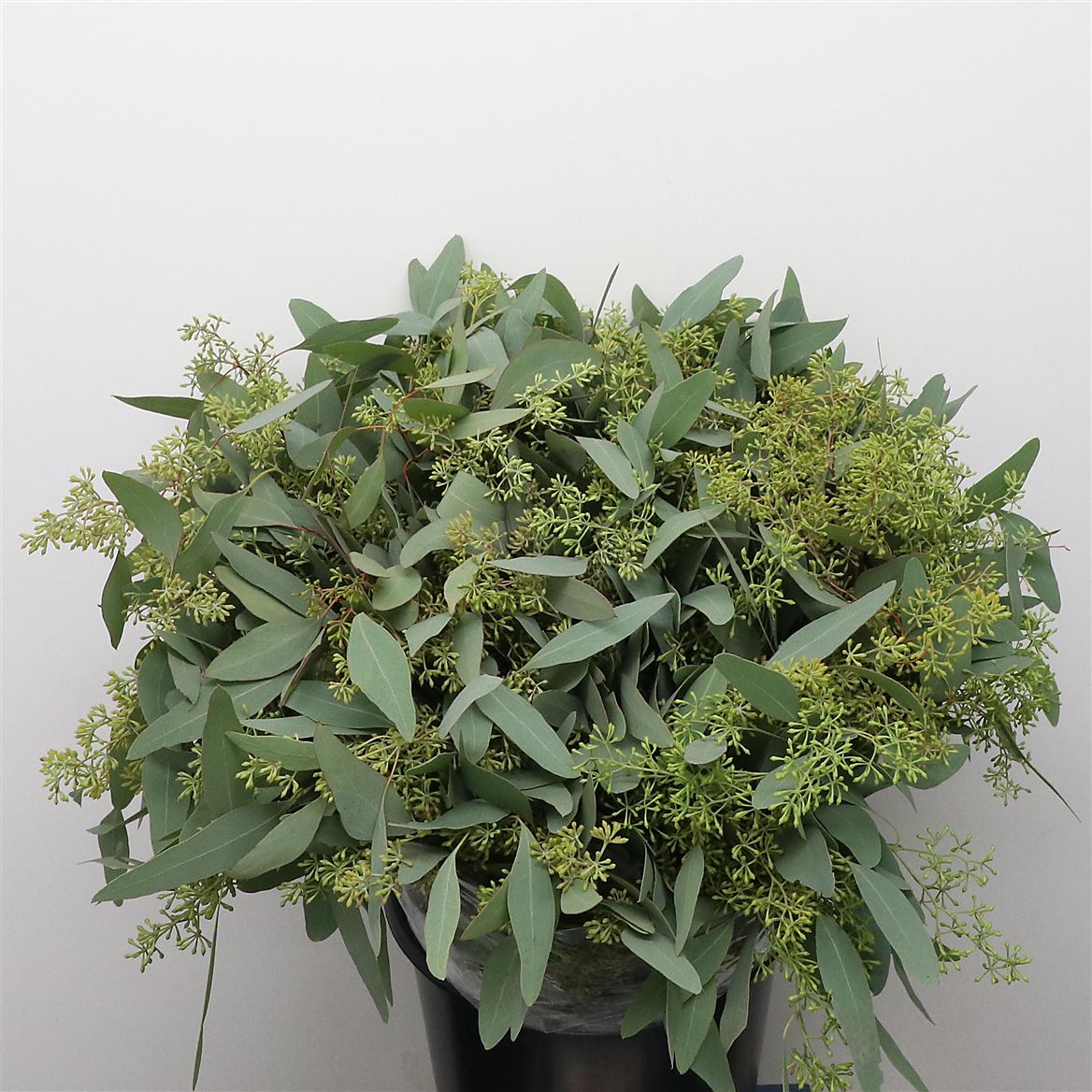 Eucalyptus Populus Berry Per Bunch 55cm 200gr.
