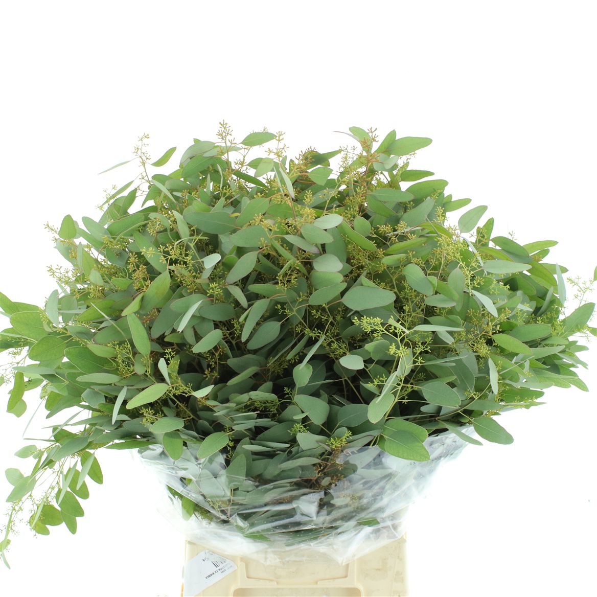Eucalyptus Populus With Berry Per Bunch 65cm 200gr.