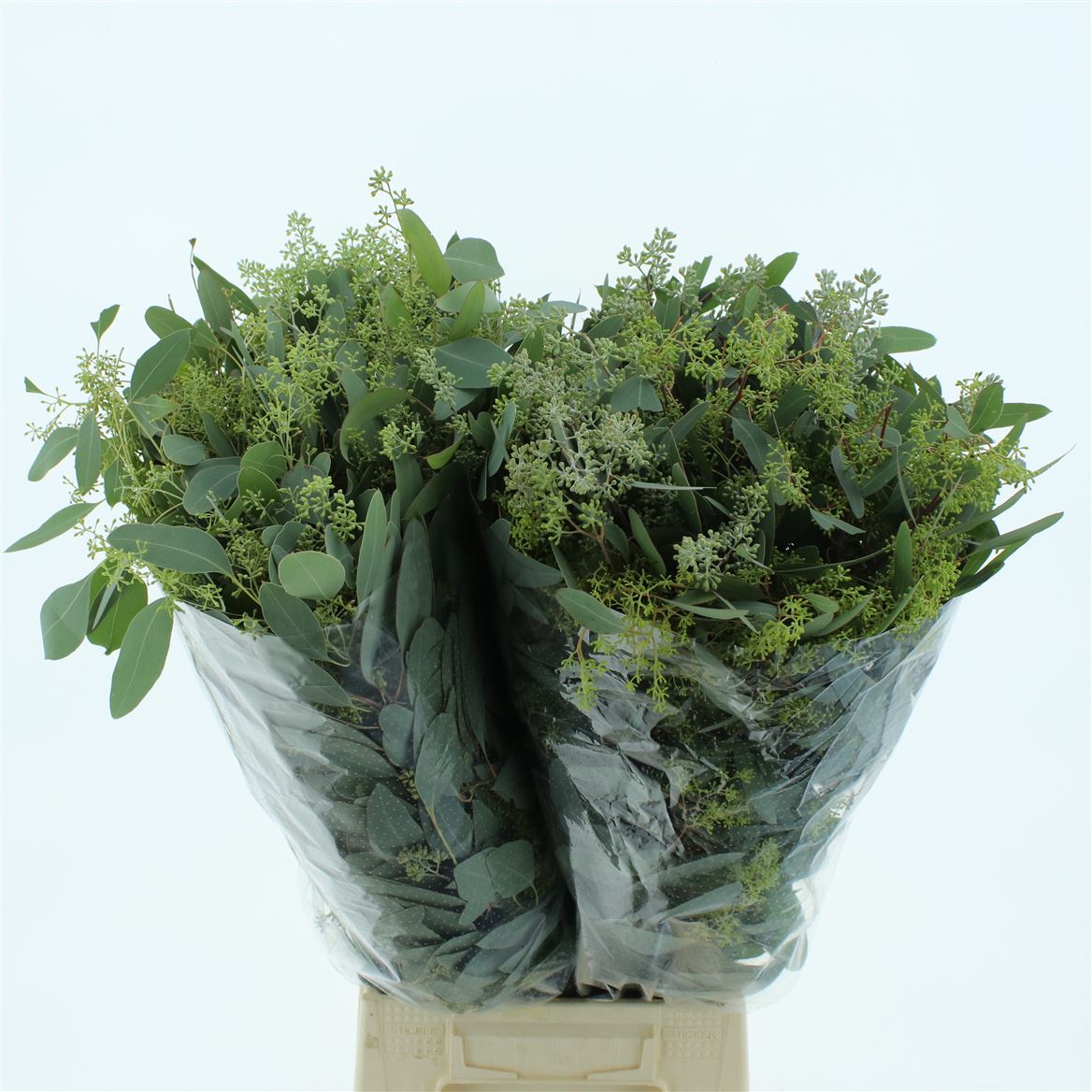 Eucalyptus Populus Berry Per Bunch 65cm 300gr.