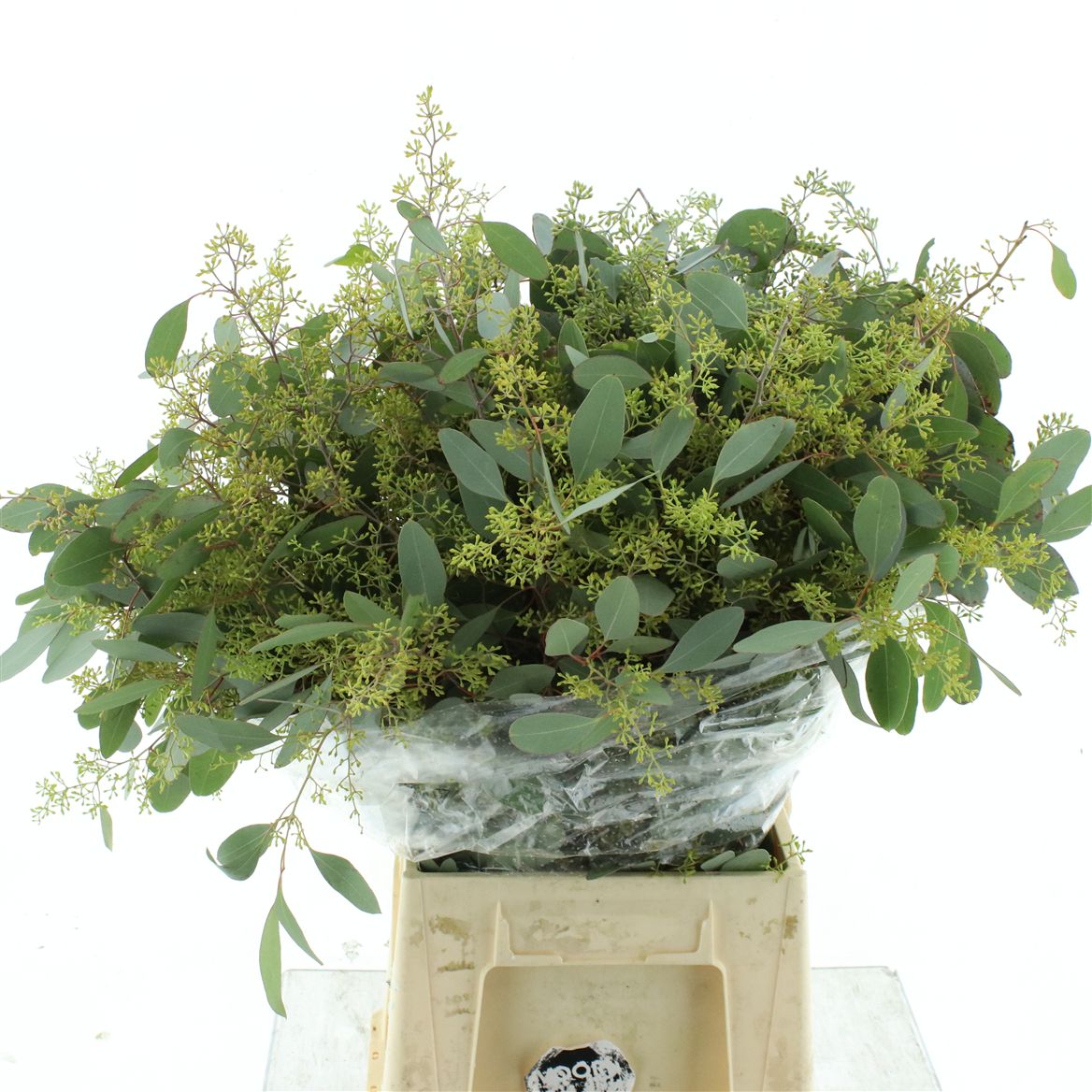 Eucalyptus Populus Berry Per Bunch 70cm 200gr.