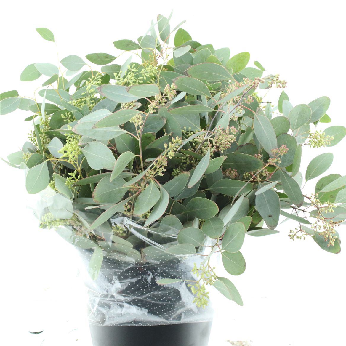 Eucalyptus Populus Berry Per Bunch 70cm 350gr.