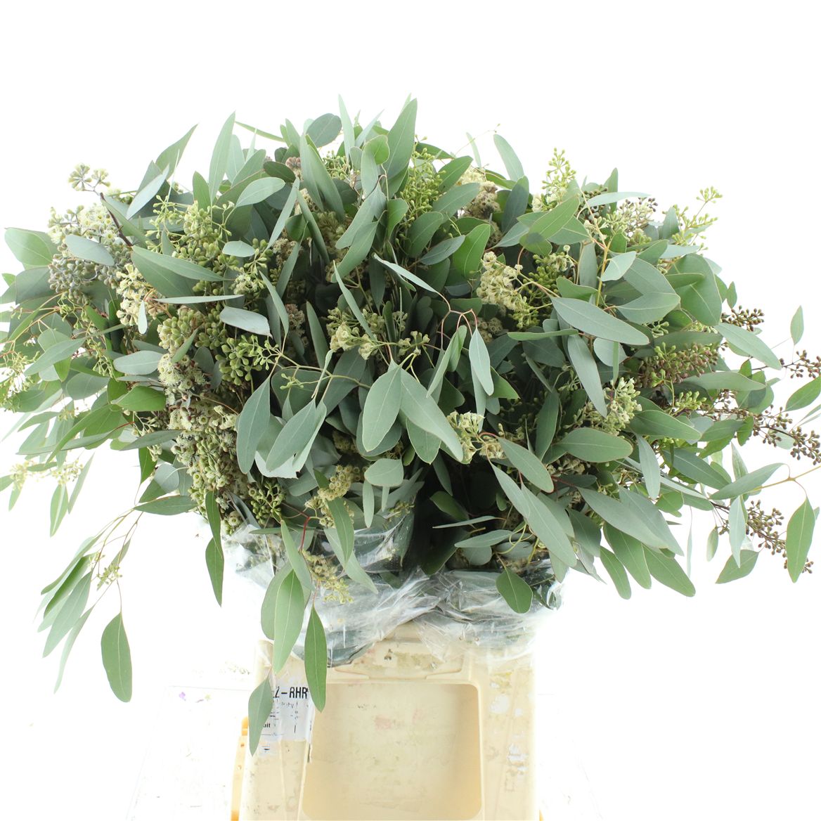 Eucalyptus Populus Berry Per Bunch 60cm 300gr.