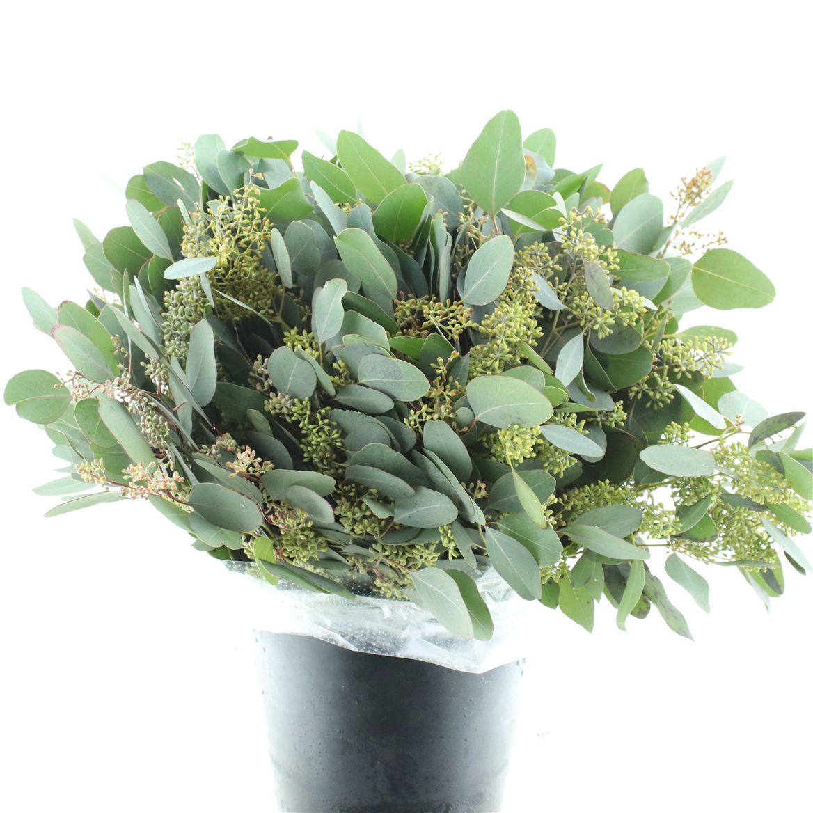 Eucalyptus Populus Berry Per Bunch 55cm 350gr.
