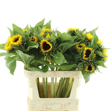 Helian An Sunrich Or