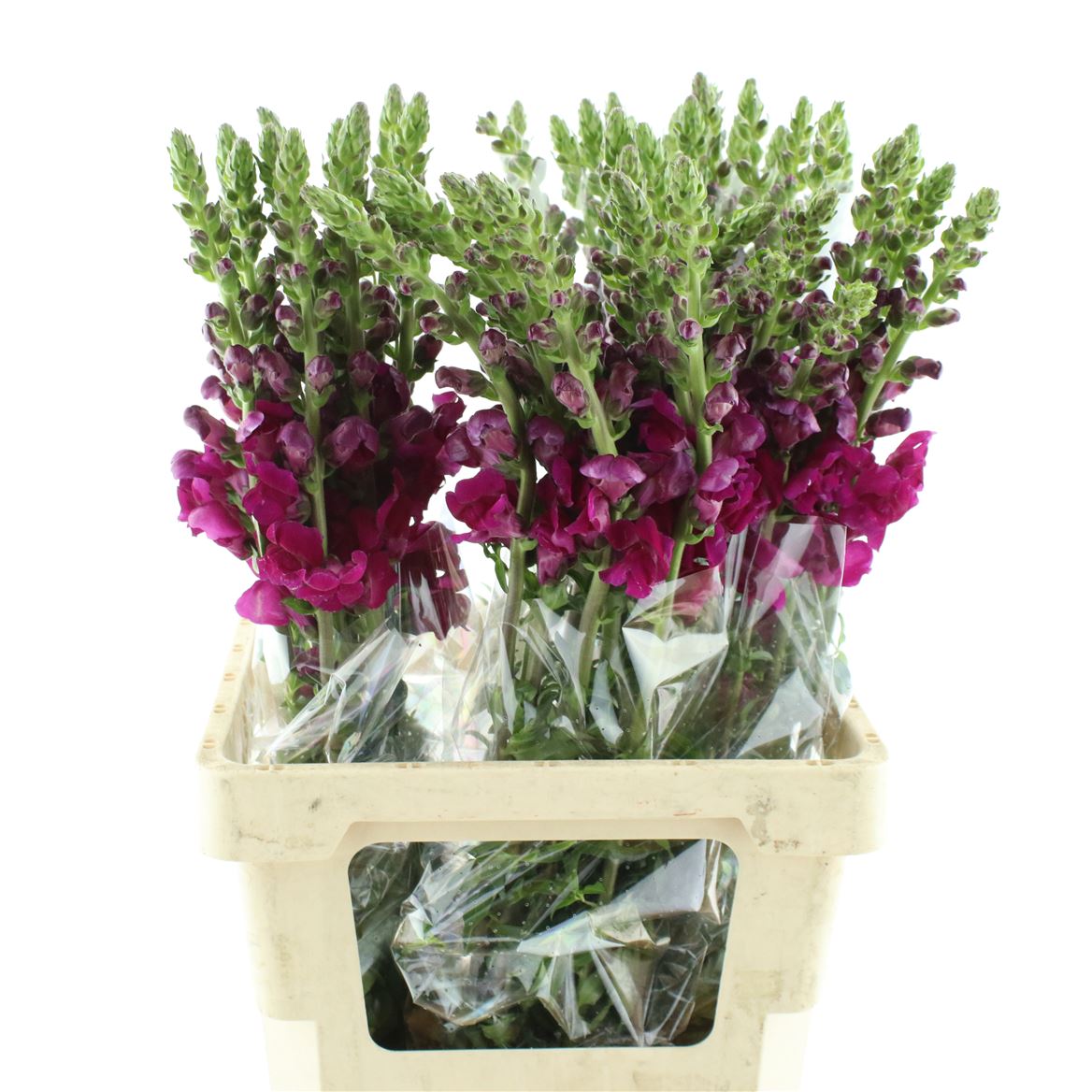 Antirrhinum Potomac Red 70cm