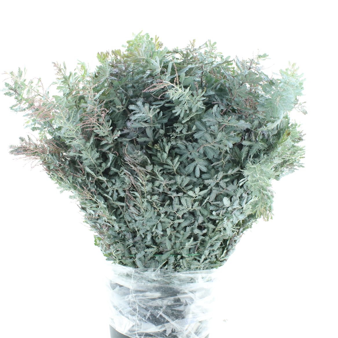 Acacia Baileyana Green 70cm 200gr.