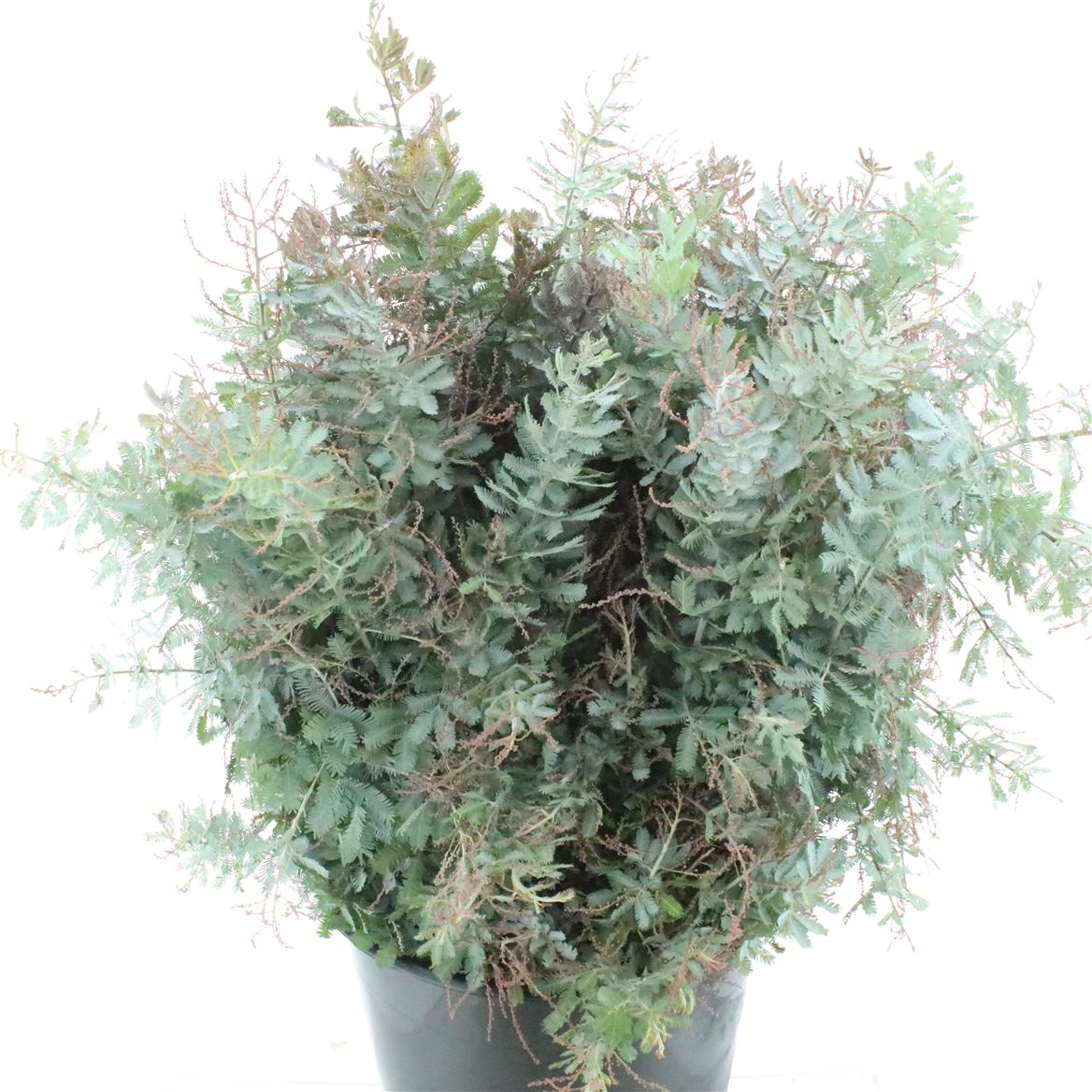 Acacia Baileyana Green 60cm 200gr.