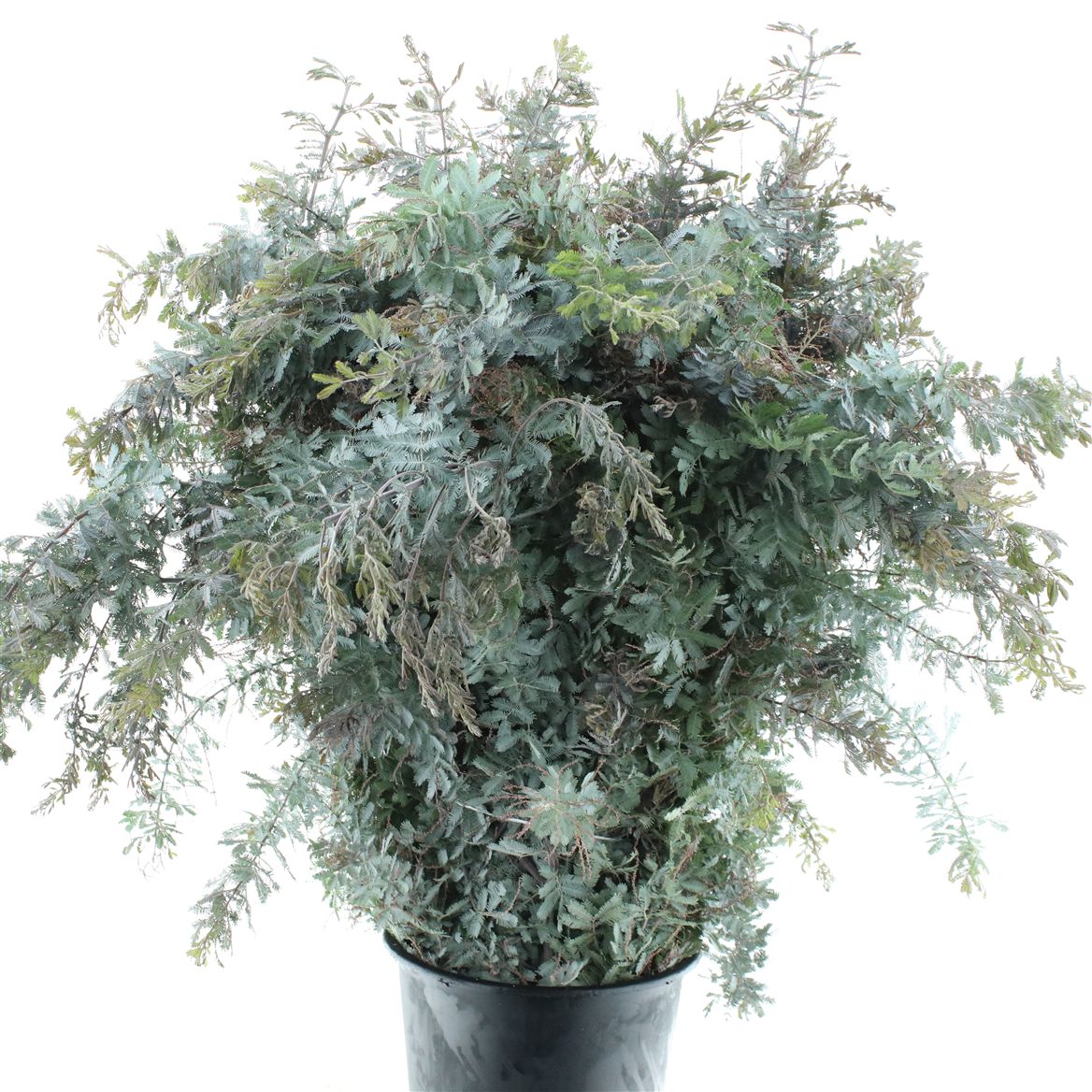 Acacia Baileyana Green 100cm 400gr.