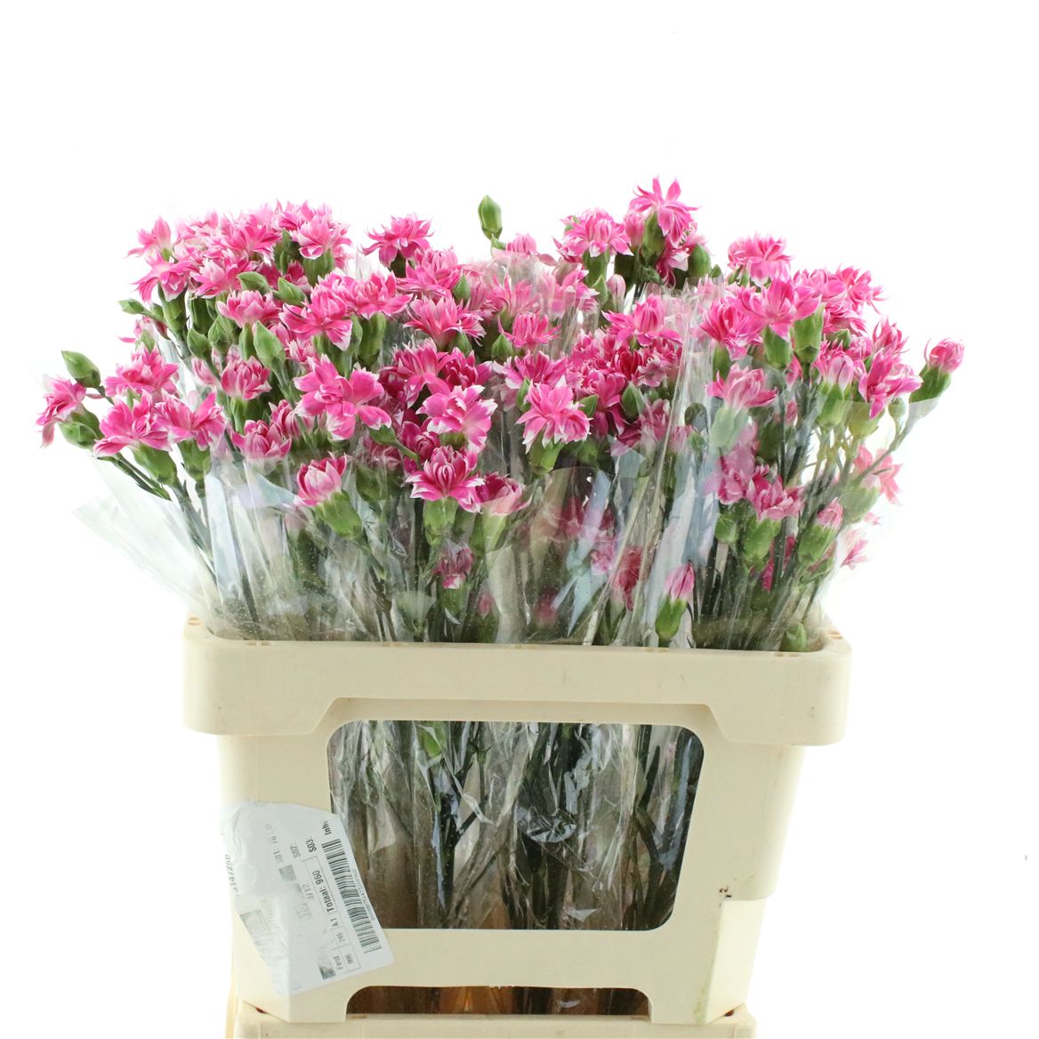 Dianthus Spray Cherry Tessino 60cm