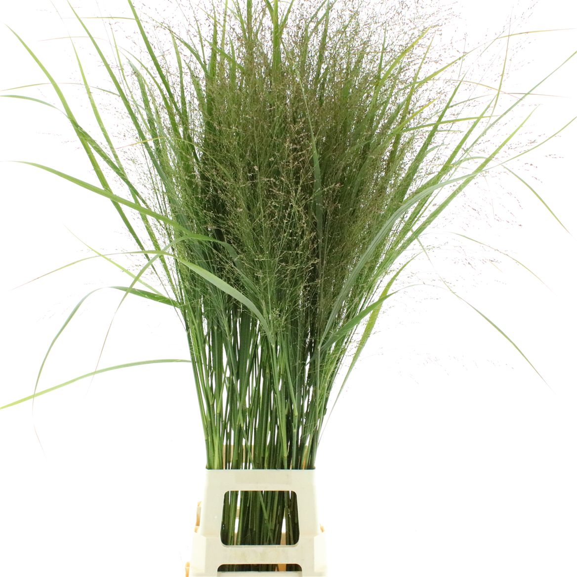 Panicum Warrior 120cm