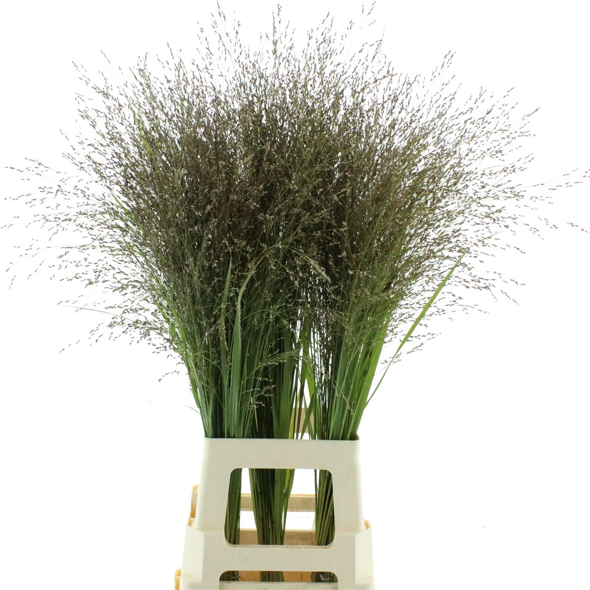 Panicum Warrior 90cm