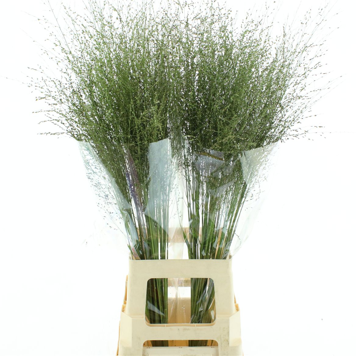 Panicum Warrior 85cm
