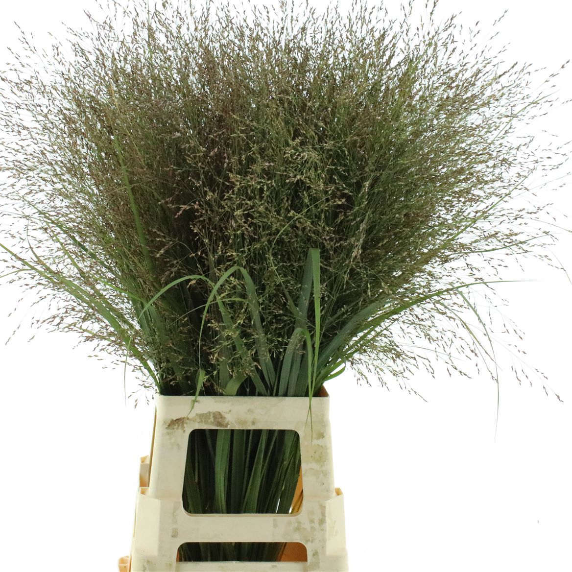 Panicum Warrior 90cm