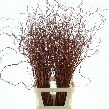 Salix Golden Curls