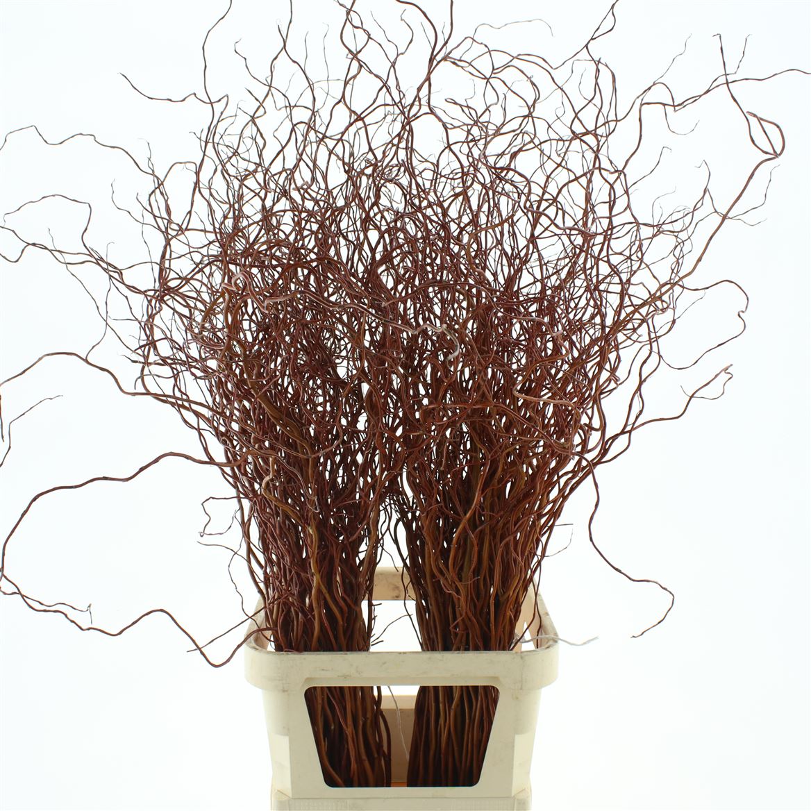 Salix Golden Curls 130cm