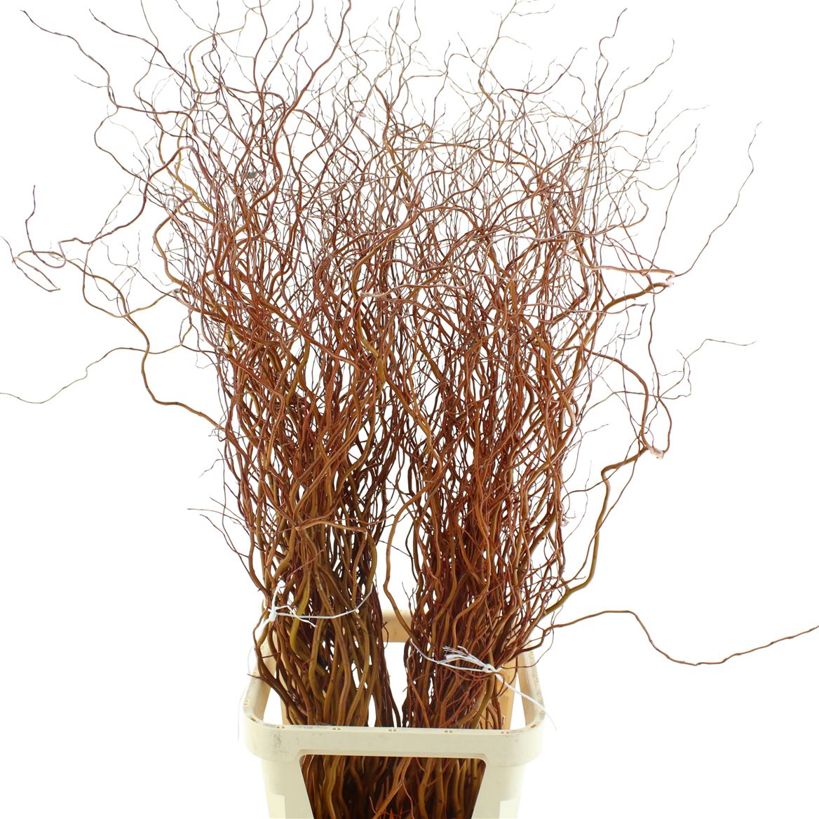 Salix Golden Curls 130cm