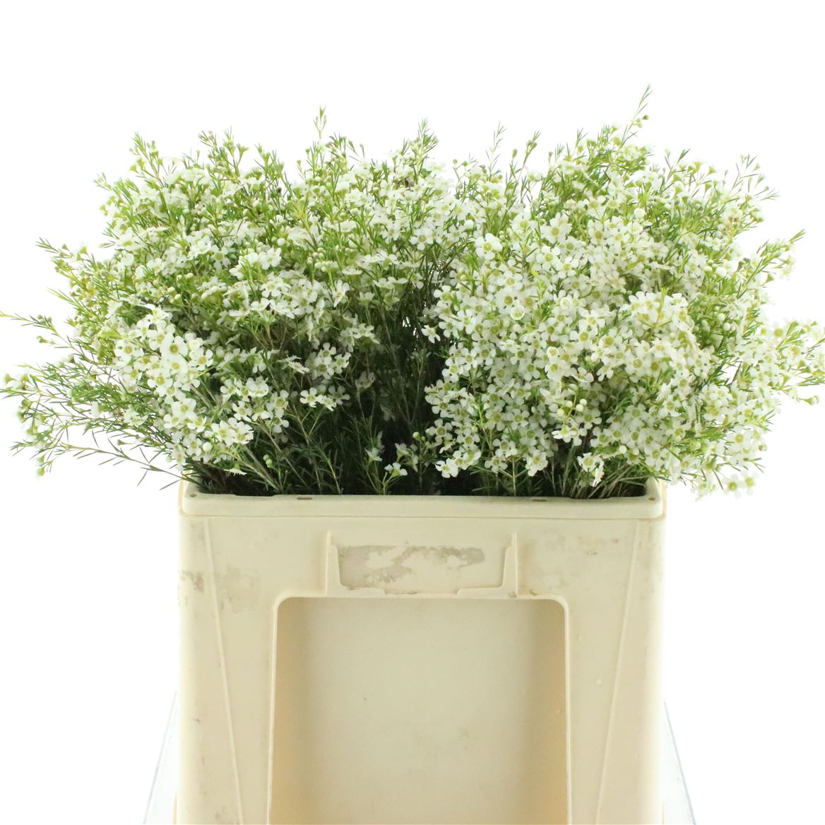 Chamelaucium Ofir 60cm 30gr.