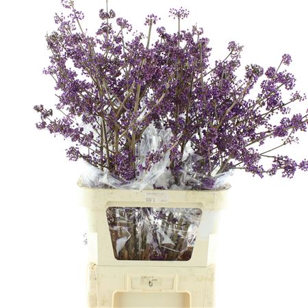 Callicarpa Bod Profu