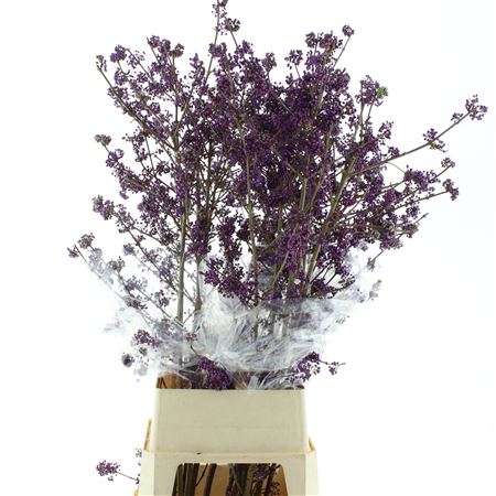 Callicarpa Bod Profu