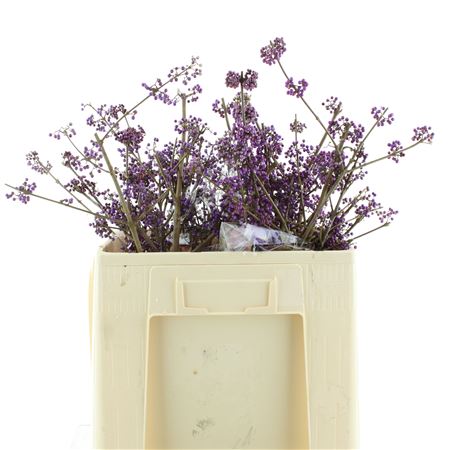 Callicarpa Bod Profu