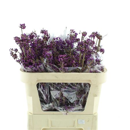 Callicarpa Bod Profu
