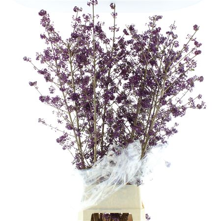 Callicarpa Bod Profu