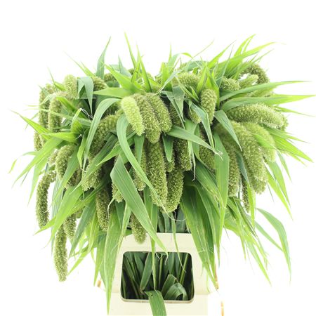 Setaria Italica