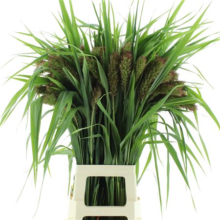 Setaria Italica