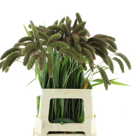 Setaria Italica