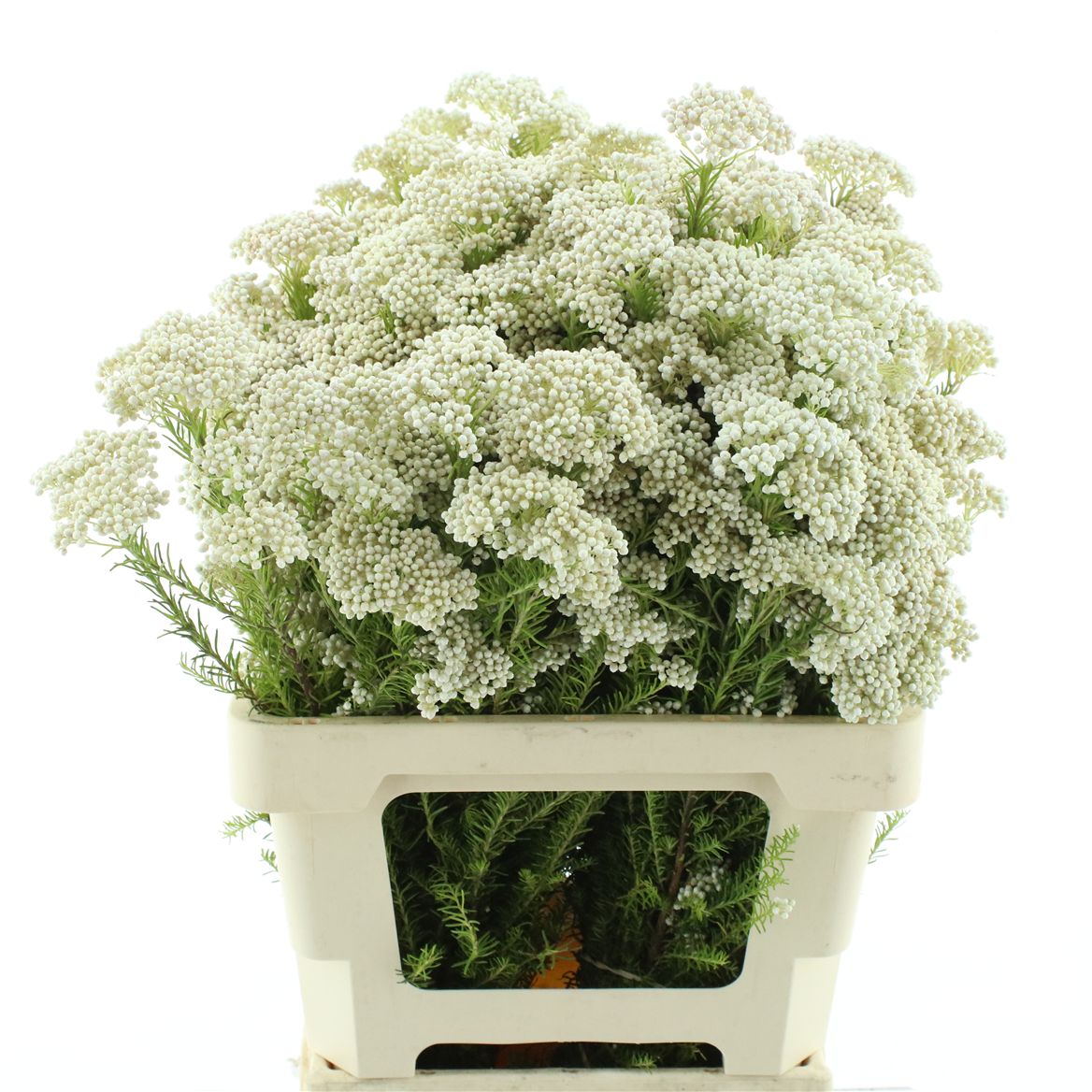 Ozothamnus Cooks Snow White 60cm