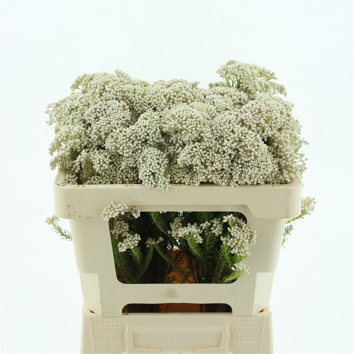 Ozothamnus Cooks Snow White 50cm