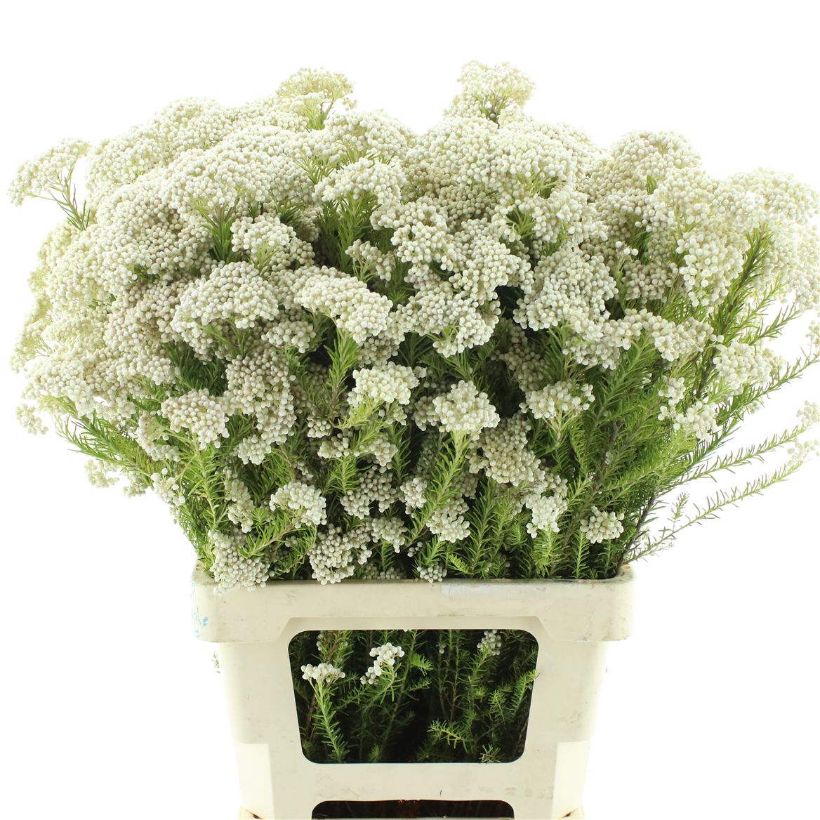 Ozothamnus Cooks Snow White 70cm