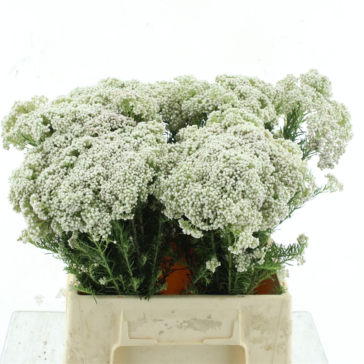 Ozothamnus Cooks Snow White 40cm