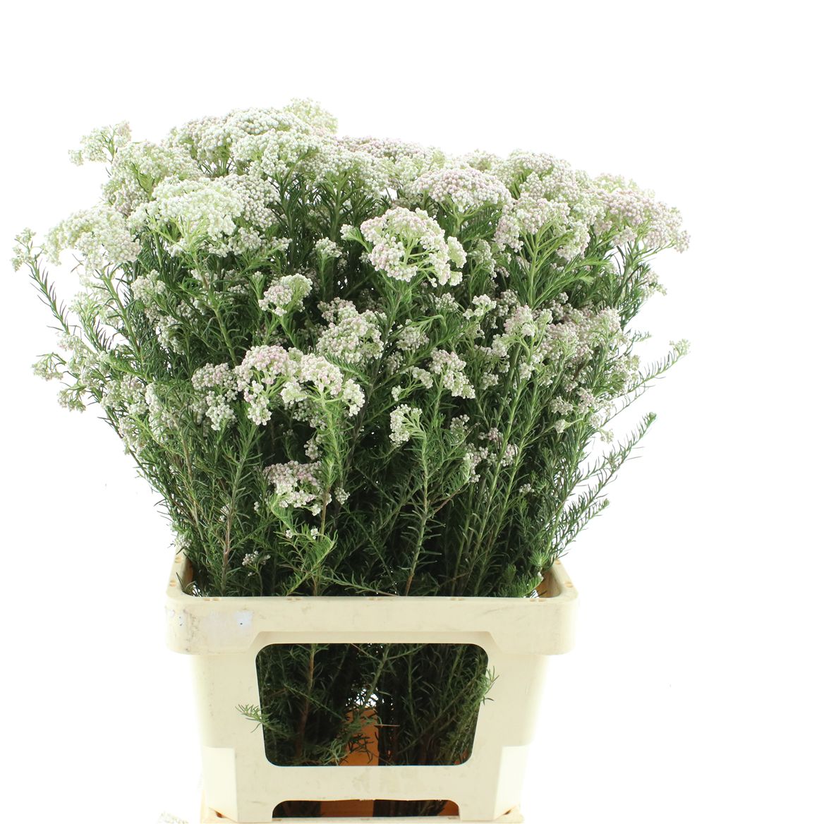 Ozothamnus Pink Panther 70cm