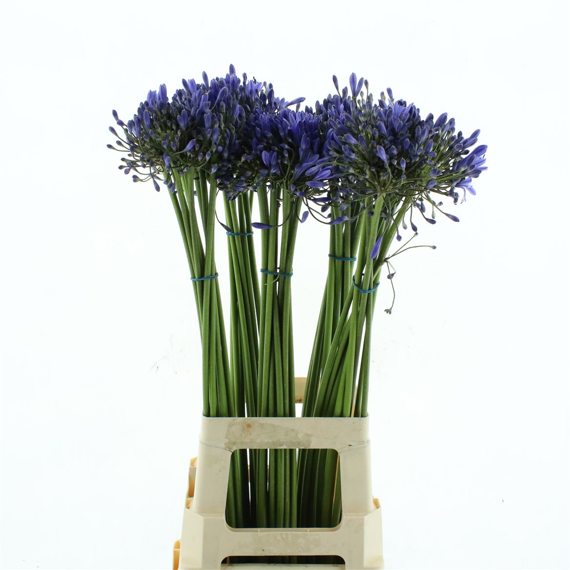 Agapanthus Dr Brouwer 75cm
