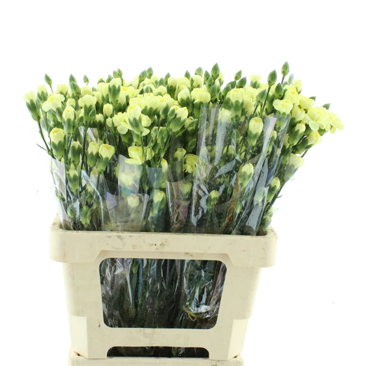 Dianthus Spray Natila 60cm