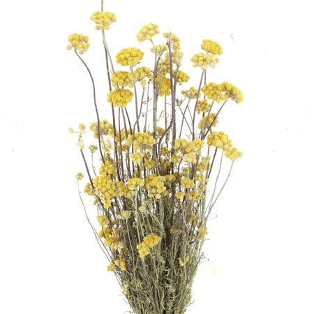 Lonas Annua Gold