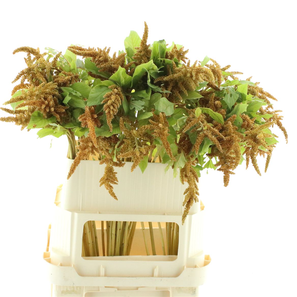 Amaranthus Cruentus Hot Biscuits 80cm