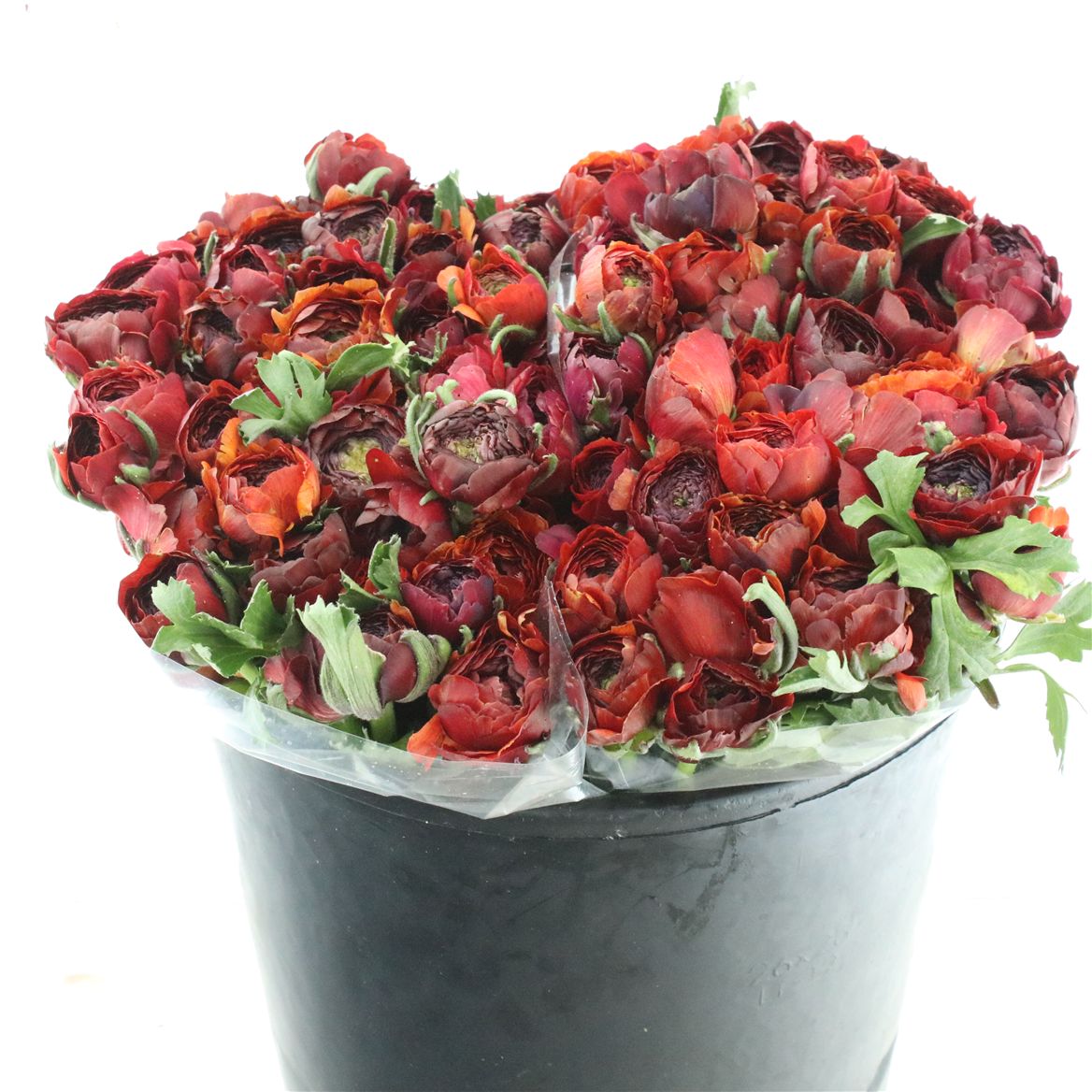 Ranunculus Pauline Violet 35cm 30gr.