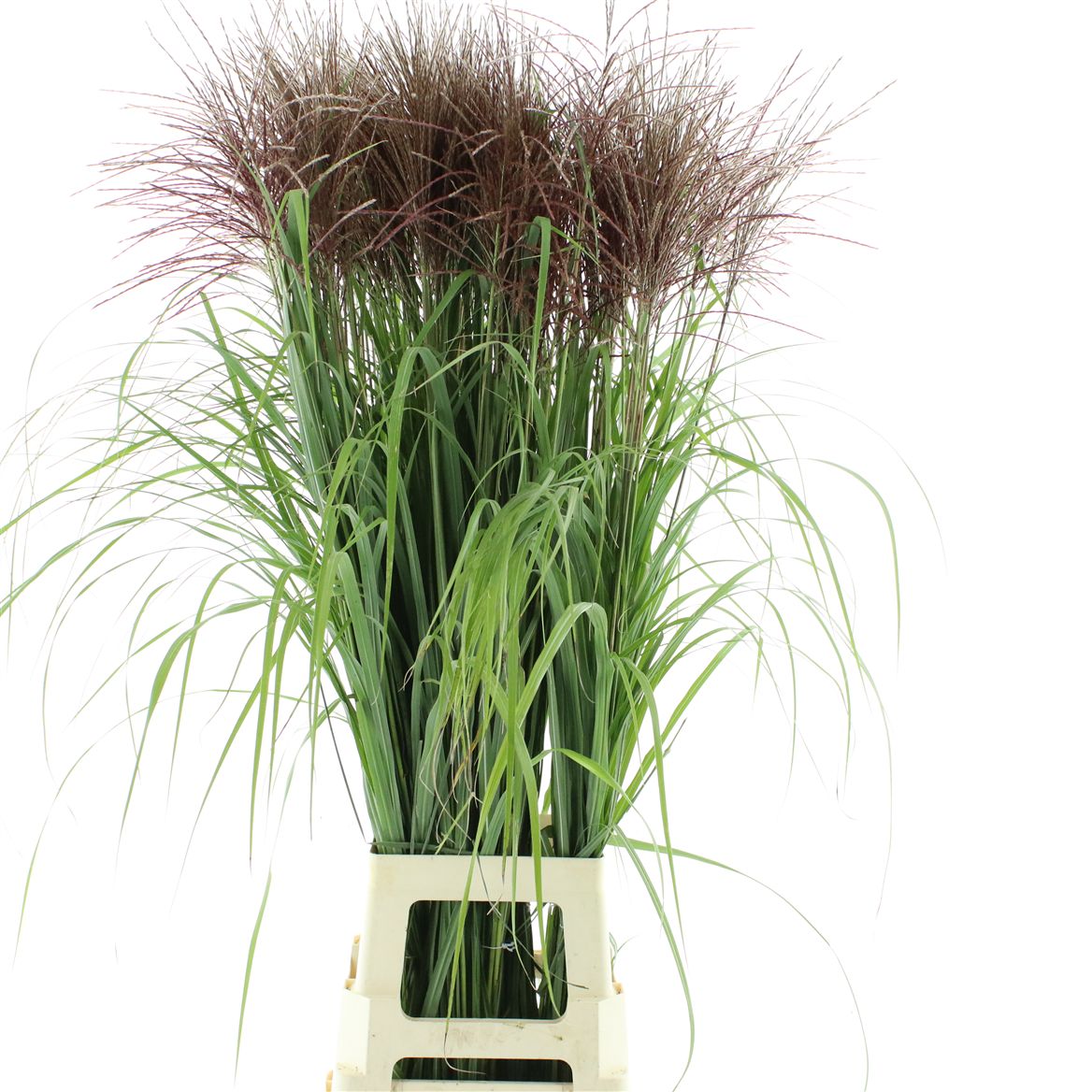 Miscanthus Rotfeder 100cm