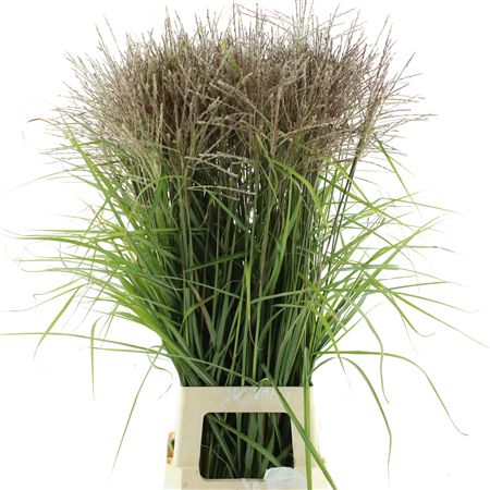 Miscanthus Rotfeder