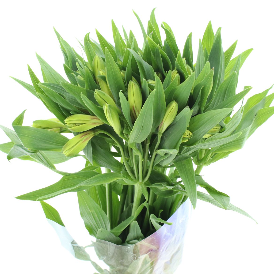 Alstroemeria Sunnylady 80cm 50gr.